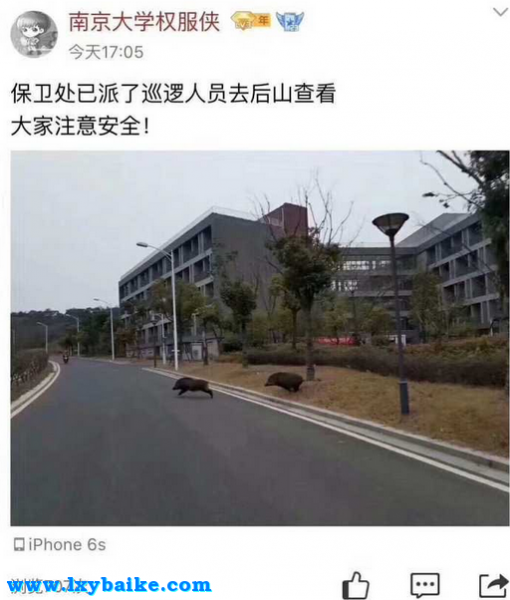 南京野猪大学